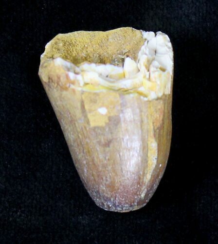 Cretaceous Fossil Crocodile Tooth - Morocco #19125